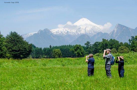 Pucon Birding